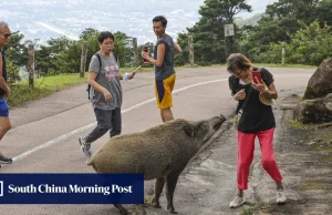 Dziki opanowały Hongkong. Władze nie mają pomysłu co z nimi zrobić.Ludzie karmią