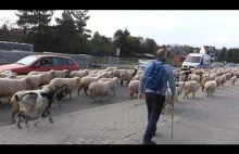 Owce przechodzą przez Nowy Targ - 10.10.2021