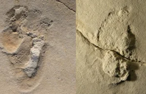 Polak odkrył na Krecie ślady stóp sprzed ponad 6 mln lat.