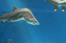 Rekin że skoliozą