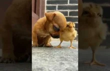 Kurczaczek pomaga szczeniaczkowi. I sam na tym korzysta!
