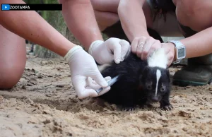 ZooTampa zaczyna szczepić zwierzęta przeciwko COVID19 [eng]