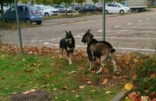 Koza i pies na wspólnym spacerze po Poznaniu