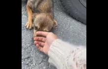 Oswajanie bezdomnego i przestraszonego psa