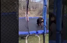 Pies naśladuje dziecko na trampolinie