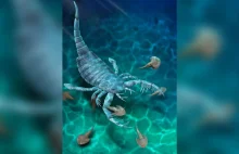 Podwodny skorpion wielkości psa. Niezwykłe znalezisko na terenie Chin