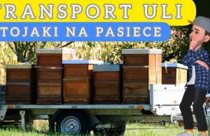 Transport uli i stojaki na pasiece #pszczoły #pasieka #pszczelarz #transport