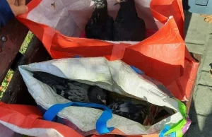 Starsza kobieta zabrała gołębie na spacer – w torbach zakupowych