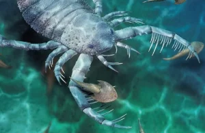 Odkryto skamielinę skorpiona morskiego. Jest wielkości psa