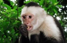 Nukowcy nauczyli małpy koncepcji pieniądza... Małpy stworzyły prostytucję.