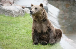 Tatry. 72-letni turysta chciał zrobić selfie z niedźwiedziem.
