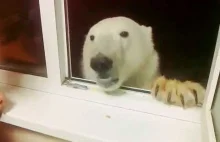 Sympatyczni Rosjanie i równie sympatyczny niedźwiedź polarny.