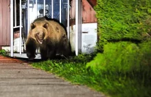 Niedźwiedź pogryzł turystę w dolinie Chochołowskiej