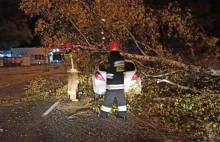 Na Woli wiatr wywrócił mur, na Foksal znak uderzył pieszą. w Wawrze drzewo...