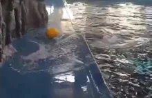 Wieloryb Beluga odzyskuje zabawkę