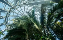 Słynna gdańska 180 letnia palma umarła i zostanie wycięta
