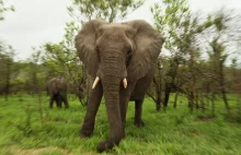 Słoń zabił podejrzanego o kłusownictwo w Parku Narodowym Krugera w RPA.