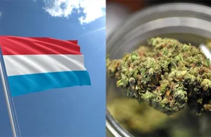 Luksemburg jako pierwszy w Europie zalegalizuje uprawę i używanie marihuany.