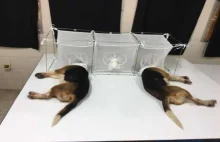 Instytut Fauciego za pieniądze podatnika torturował psy rasy beagle