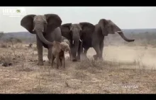 Stado uratowanych słoni przyjmuje małą albinoskę słonicę uwolnioną z sideł