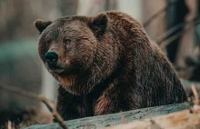Rosyjski bokser pobił i zadźgał niedźwiedzia. Zwierzę rozszarpało jego...