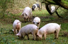 Świnie błąkają się po lesie! Czy to działanie zdesperowanych hodowców?