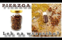 Pierzga Pszczela Czy To Jest Lek na WSZYSTKO ? #pierzga #pszczela...