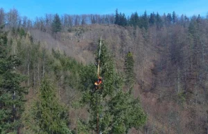 Gigant z Gór Bardzkich. To drzewo ma wysokość 20-piętrowego budynku