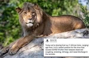 15 lwów w amerykańskich zoo zakażone wariantem DELTA - wszystkie niezaszczepione