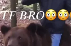 Rosjanin ujeżdża niedźwiedźia popijając wódkę.