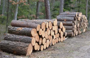 Okrągłe drewno zatrzymane w kraju. Rząd chce ograniczyć eksport