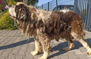 UM w Jastrzębiu-Zdroju - pies wraca do właściciela, który zgotował mu ten los