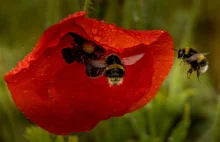 Jak uratować populację pszczół? Zbudować ekologiczną pasiekę - ŚwiatOZE.pl