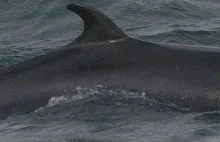 Norwegia. Łowcy zabili za dużo wielorybów. Część mięsa wyrzucają do morza