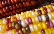 Meksyk zastąpi 16 mln genetycznie modyfikowanej kukurydzy odmianami naturalnymi