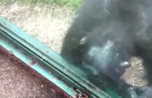 Szympans proszący panią