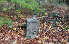 Cmentarz pochłonięty przez las i ludzką chciwość