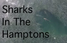 Sharks In The Hamptons.