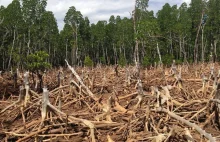 Na szczycie COP26 uzgodniono porozumienie o powstrzymaniu wylesiania do 2030r