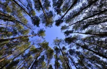 Holandia opowiada się za zakończeniem wycinki lasów do 2030 roku.
