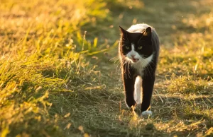 Miauczenie uratowało życie: kot zaprowadził ratowników do zaginionej emerytki