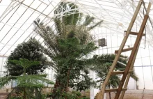 Z legnickiej palmiarni zniknęły 150 letnie rośliny. Urzędnicy tuszują sprawę