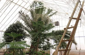 Z legnickiej palmiarni zniknęły 150 letnie rośliny. Urzędnicy tuszują sprawę