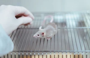 Polskie myszy testują ukraińską szczepionkę przeciw Covid-19