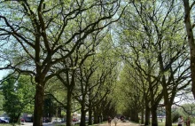 W Szczecinie posadzą blisko pół tysiąca dużych drzew