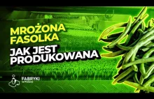 Mrożona Fasolka. Tak wygląda jej produkcja – Fabryki w Polsce