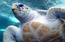 Spektakularny baby boom u żółwi morskich. Programy ochrony w Afryce działa