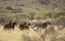 Rząd stanowy w Australii planuje eliminację 10 tys. dzikich koni