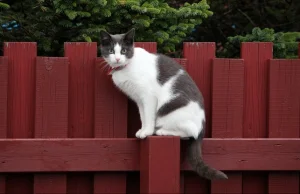 Islandia. Radni wprowadzili zakaz wypuszczania kotów. Co z dachowcami?