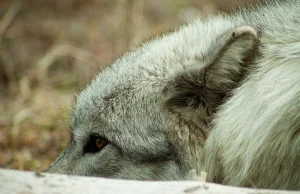 Wilki w Polsce są intensywnie zabijane, co roku ginie blisko 150 osobnikow